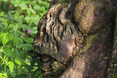 Baumstamm  - Zum Vergroessern klicken!